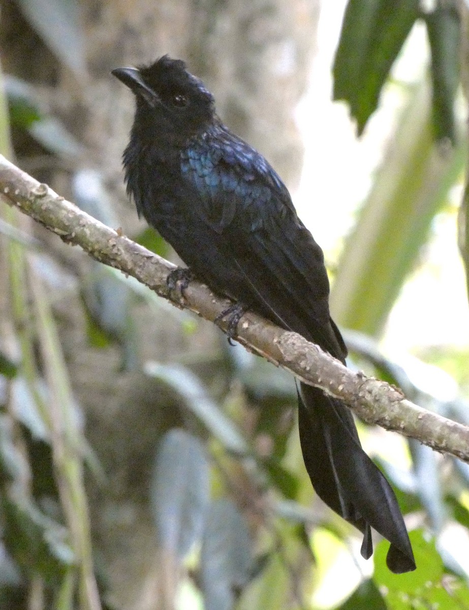 Greater Racket-tailed Drongo - ML641743868