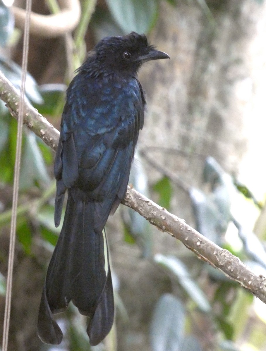 Greater Racket-tailed Drongo - ML641743869