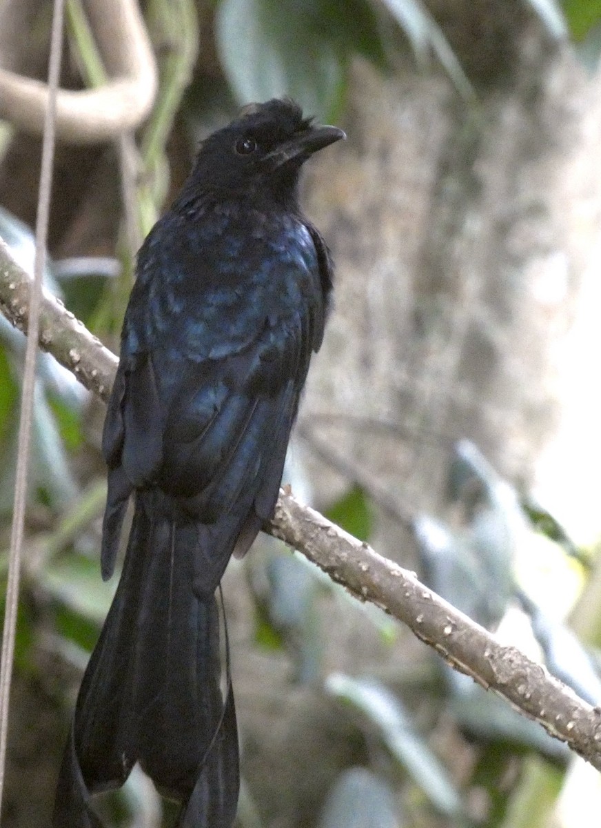 Greater Racket-tailed Drongo - ML641743870