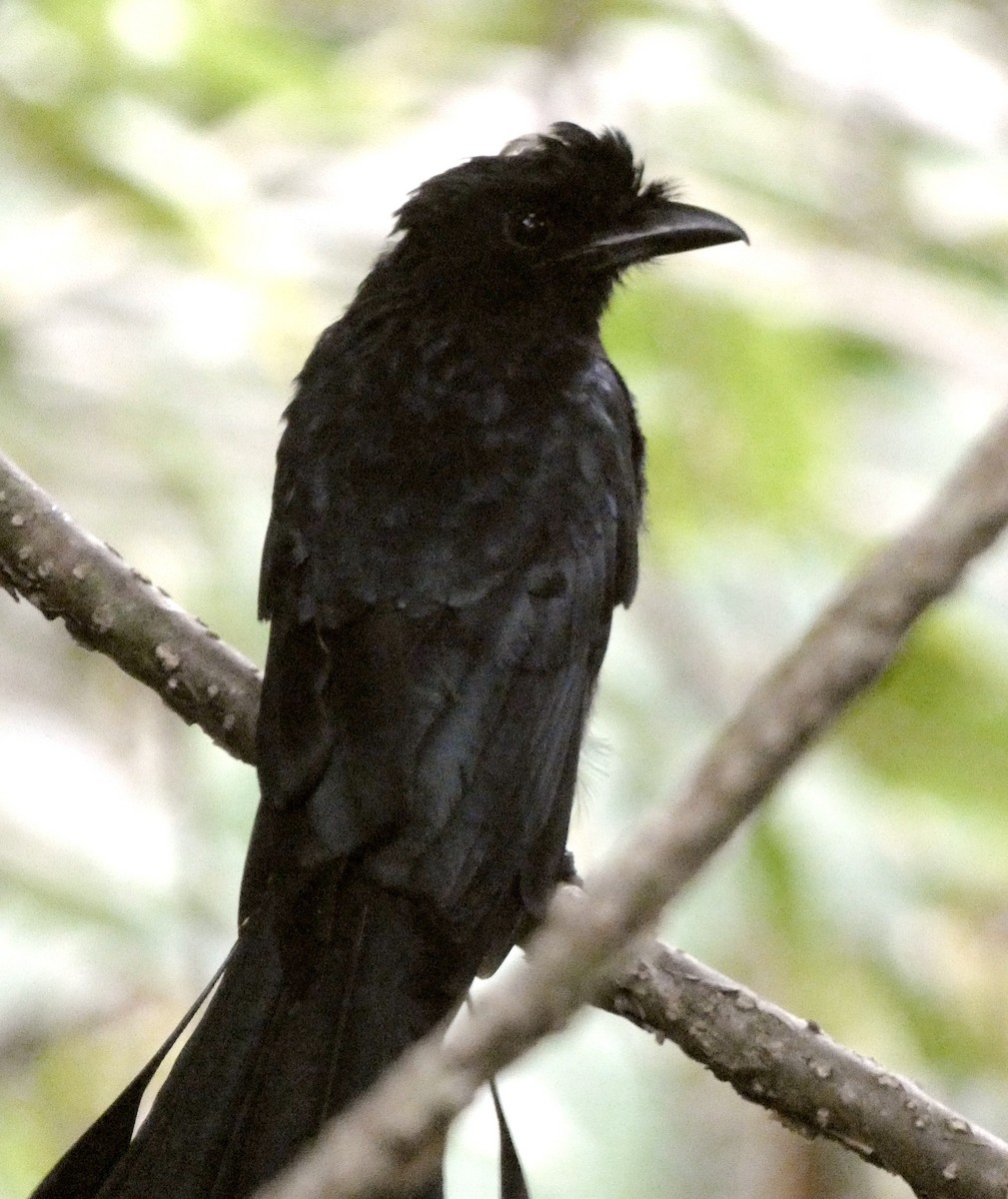 Greater Racket-tailed Drongo - ML641743871