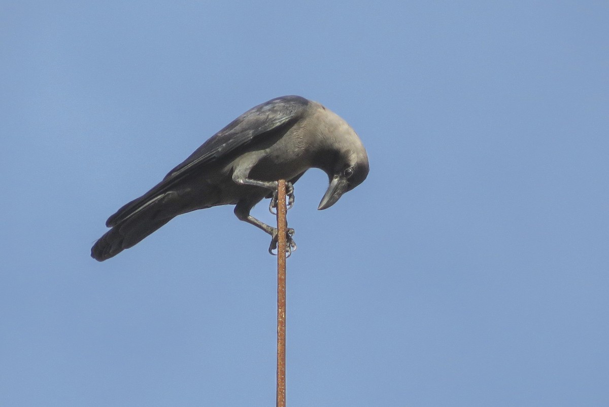 家烏鴉 - ML641743890