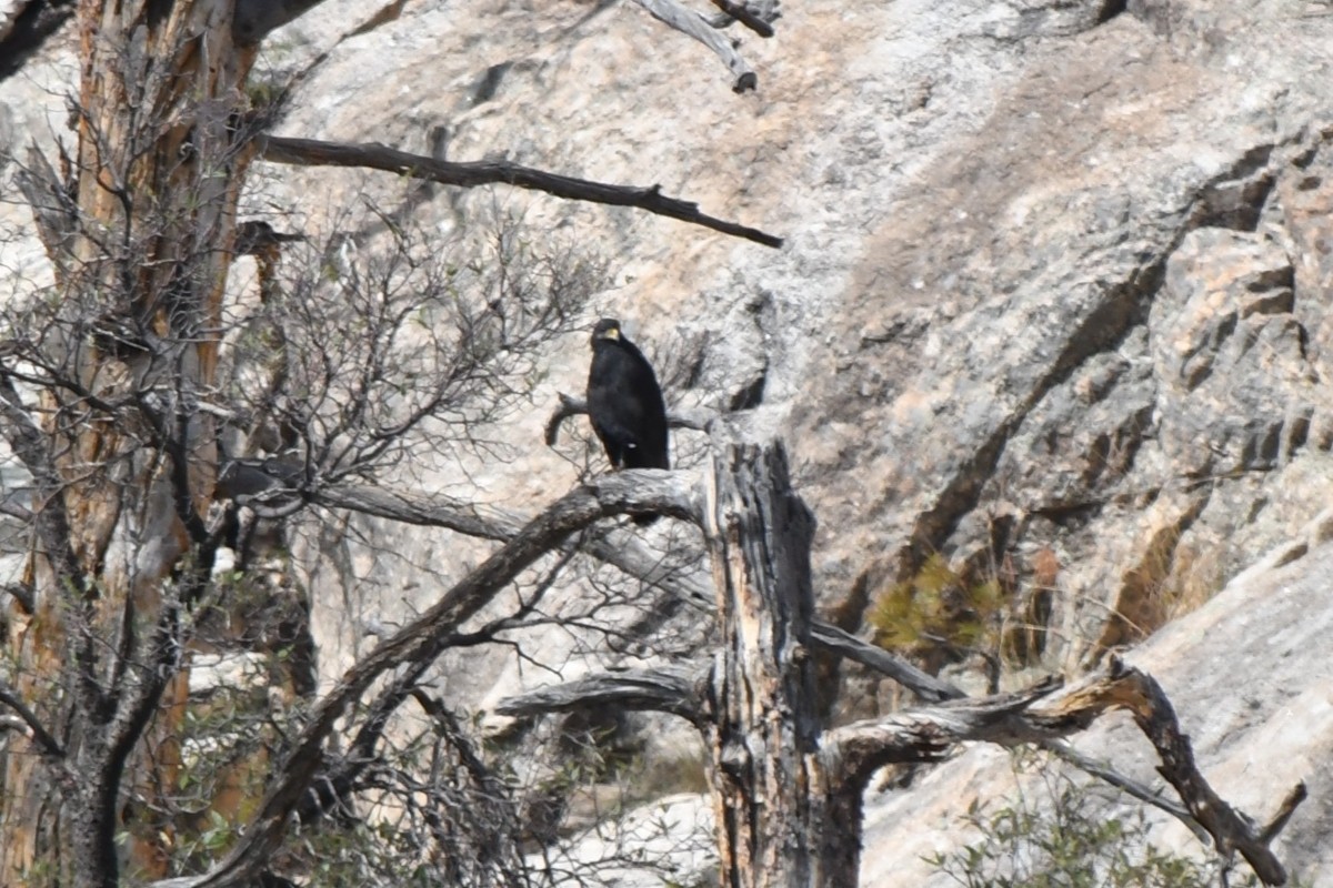 Common Black Hawk - ML641743893
