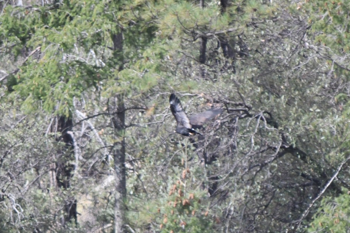 Common Black Hawk - ML641743894