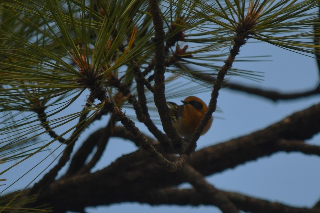 Olive Warbler - ML641743915