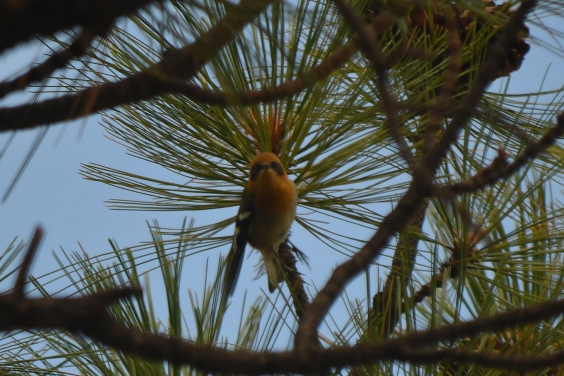 Olive Warbler - ML641743916