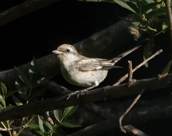 Masked Shrike - ML641743939