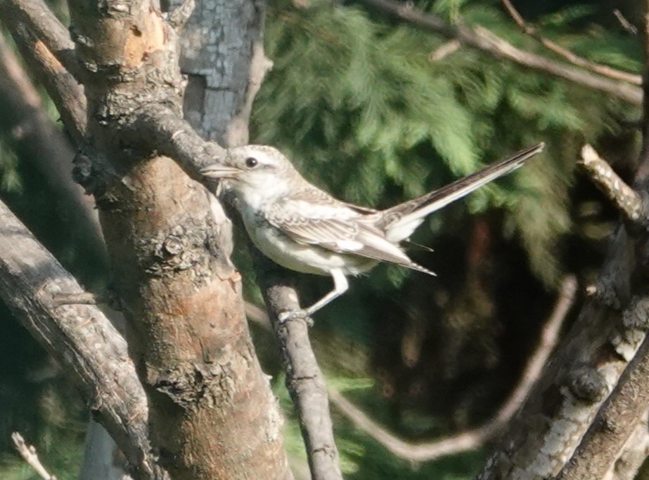 Masked Shrike - ML641743940