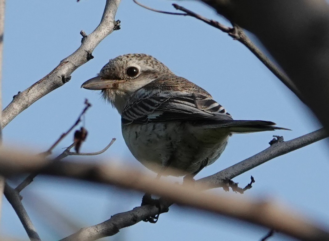 Masked Shrike - ML641743941