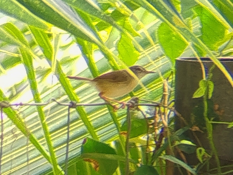 Rufescent Prinia - ML641743983