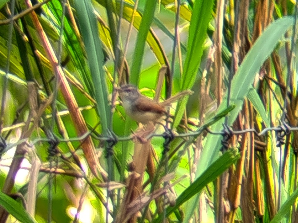 Rufescent Prinia - ML641743984