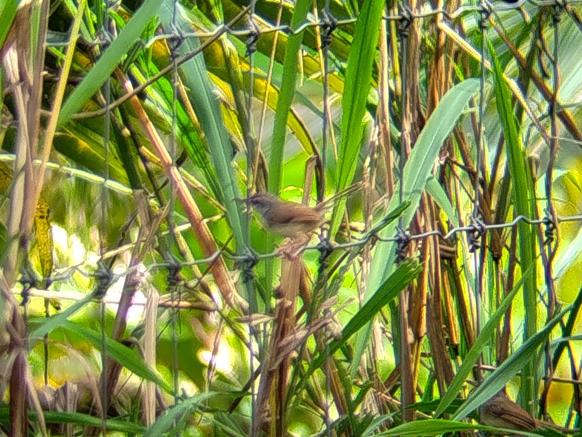 Rufescent Prinia - ML641743985