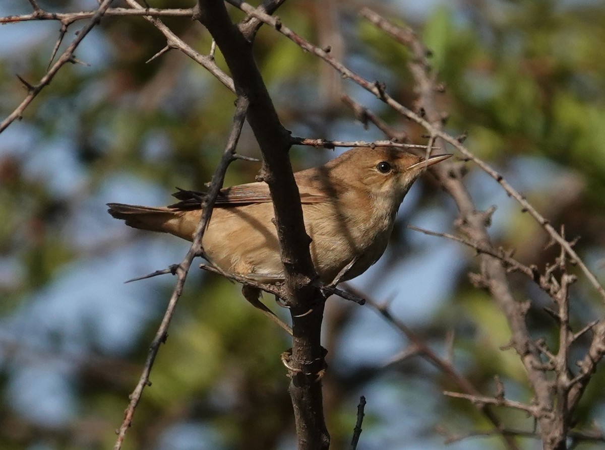 Marsh/Common Reed Warbler - ML641743992