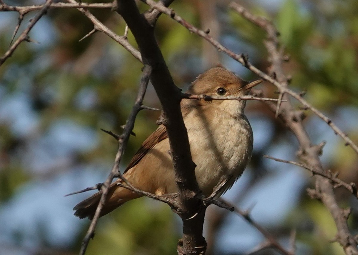 Marsh/Common Reed Warbler - ML641743993