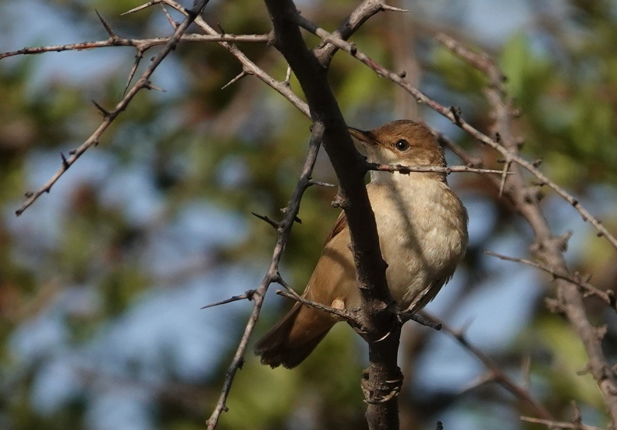Marsh/Common Reed Warbler - ML641743994