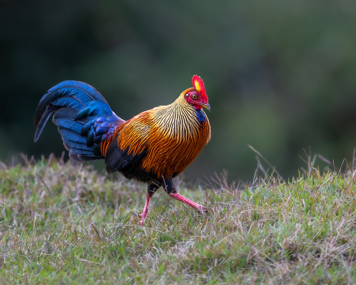 Sri Lanka Junglefowl - ML641743999