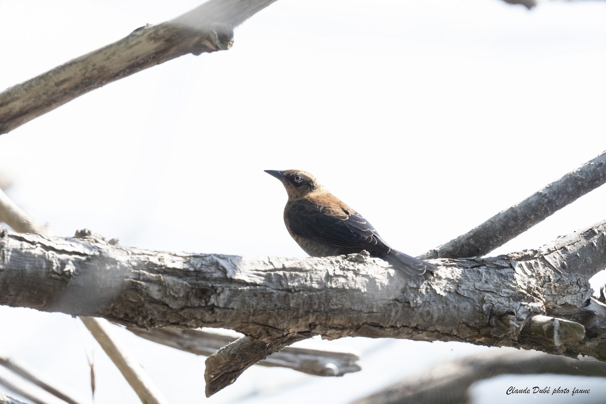 Rusty Blackbird - ML641744017