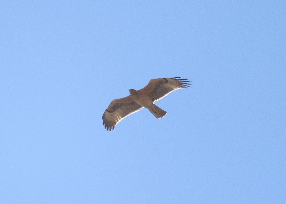 Bonelli's Eagle - ML641744033