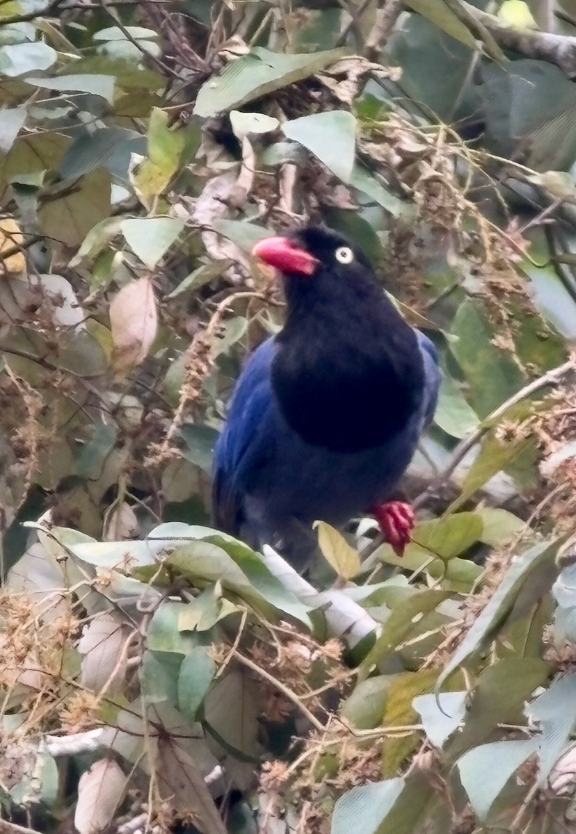 Taiwan Blue-Magpie - ML641744059