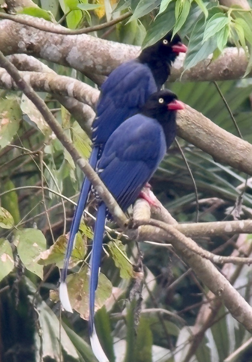 Taiwan Blue-Magpie - ML641744066