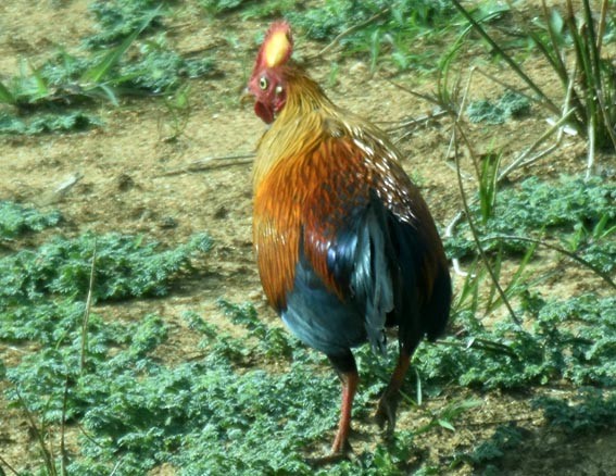 Sri Lanka Junglefowl - ML641744069