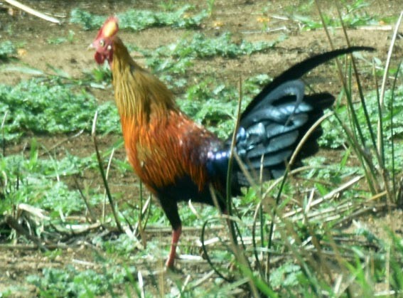 Sri Lanka Junglefowl - ML641744072