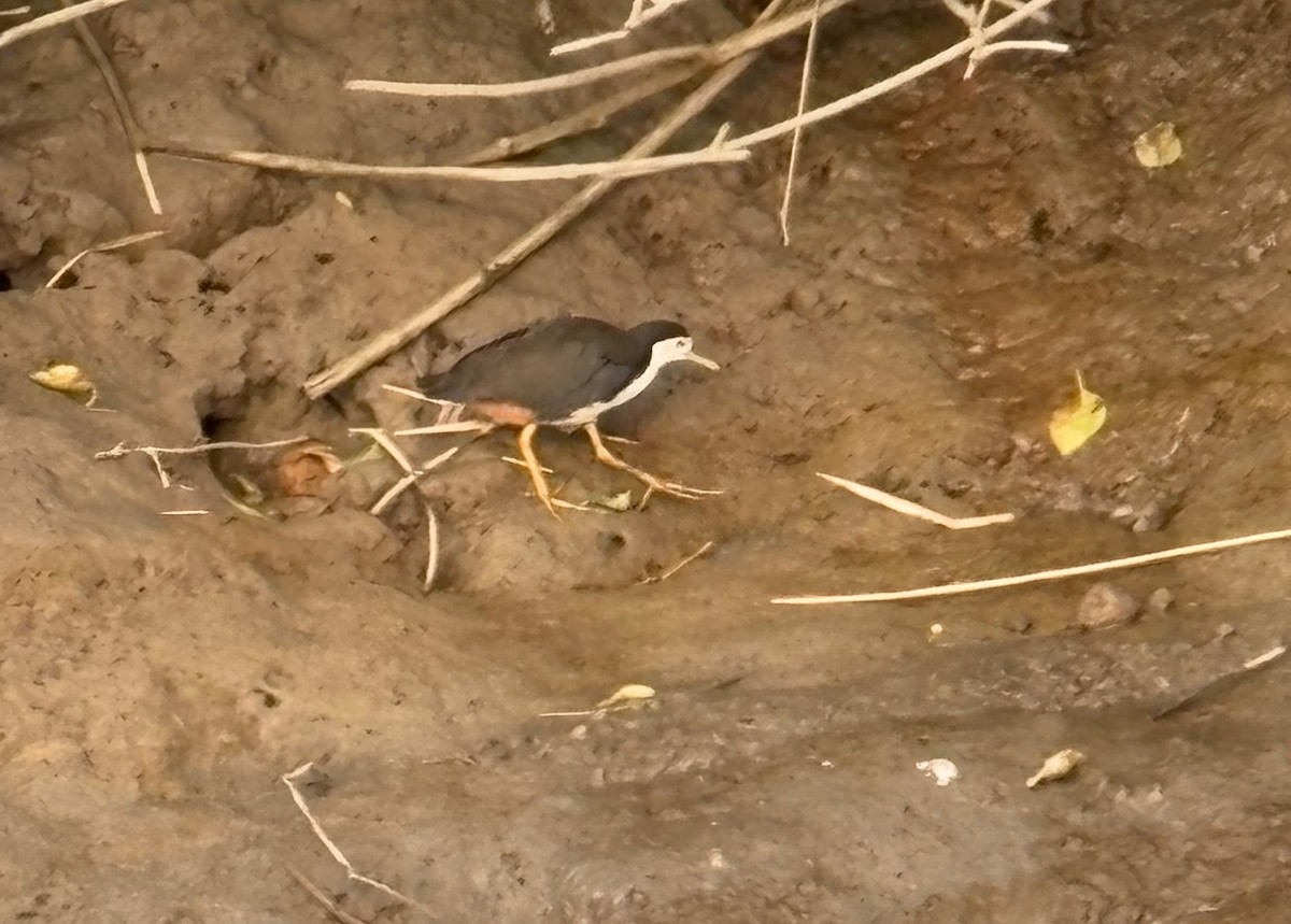 White-breasted Waterhen - ML641744082