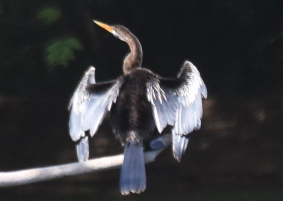 Oriental Darter - ML641744084
