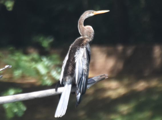 Oriental Darter - ML641744090