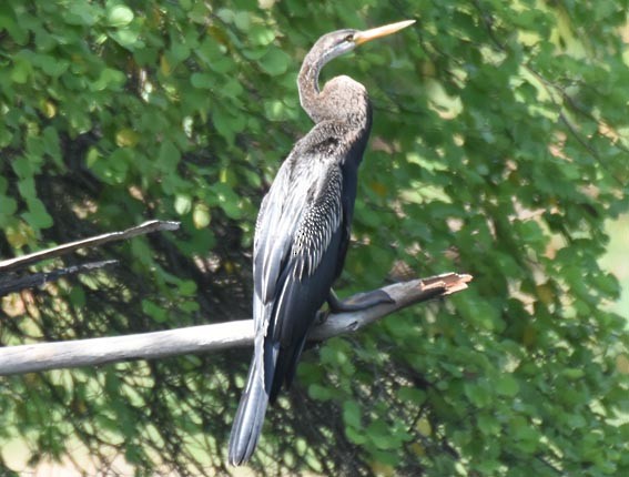 Oriental Darter - ML641744091