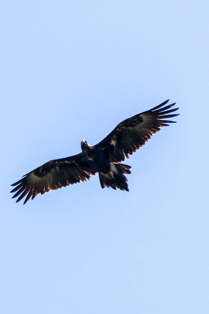 Aigle d'Australie - ML641744103