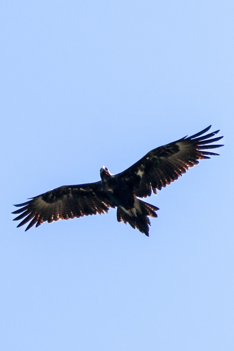 Aigle d'Australie - ML641744104