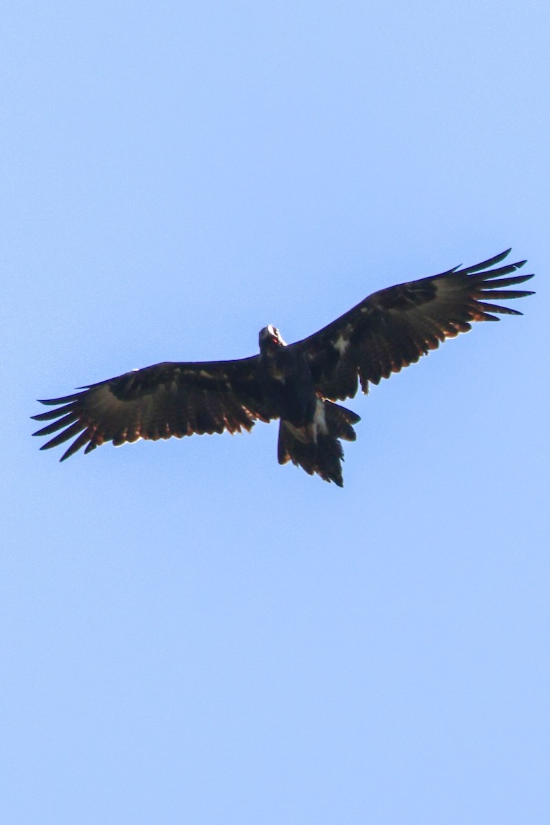 Aigle d'Australie - ML641744105