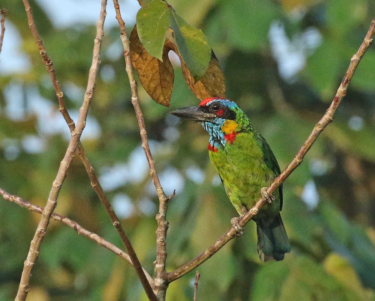 Red-crowned Barbet - ML64174411