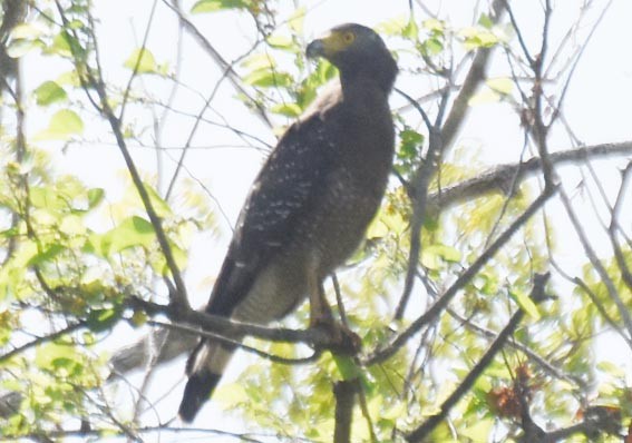 Haubenschlangenadler - ML641744139