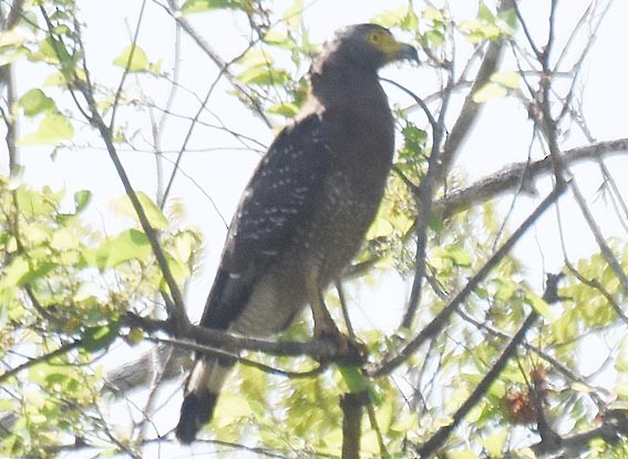 Haubenschlangenadler - ML641744151
