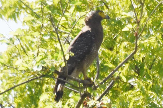 Haubenschlangenadler - ML641744155