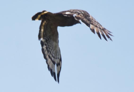 Haubenschlangenadler - ML641744157
