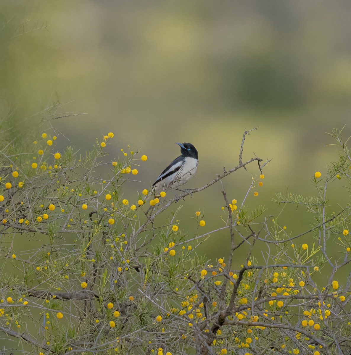 Pied Honeyeater - ML641744161