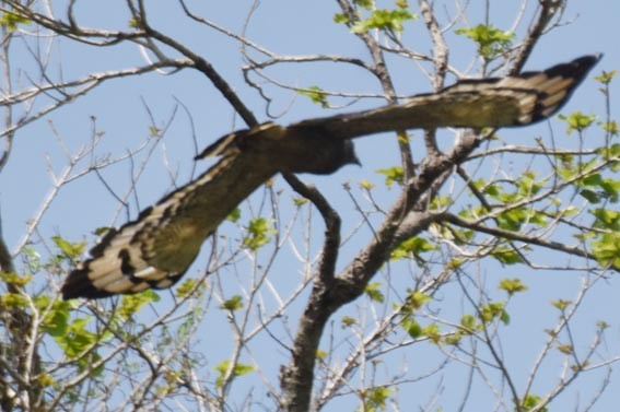 Haubenschlangenadler - ML641744162