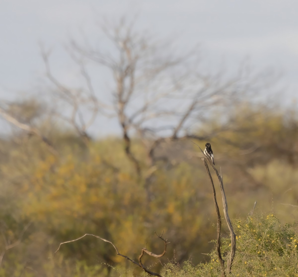 Pied Honeyeater - ML641744163