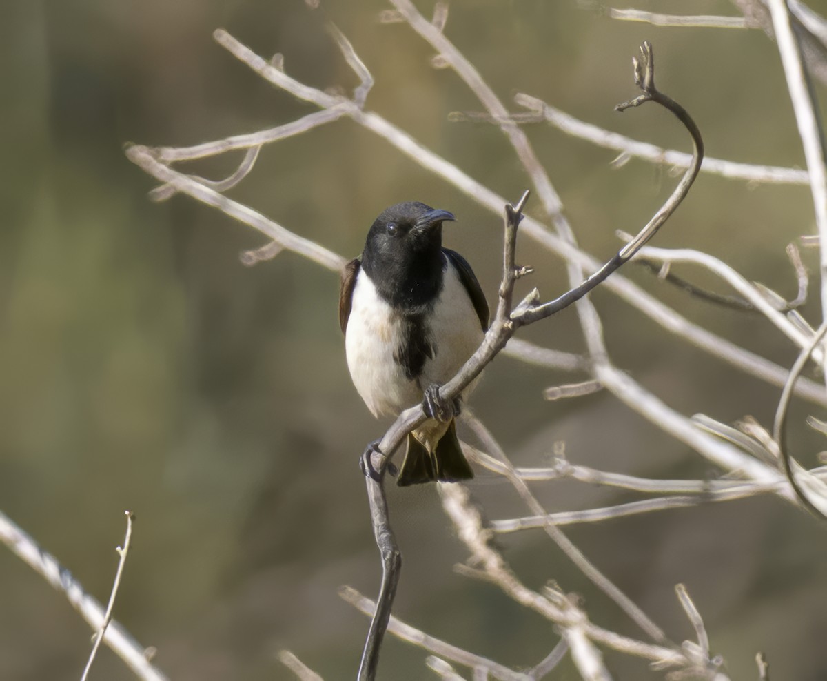 Black Honeyeater - ML641744172
