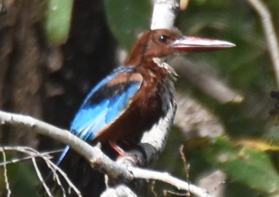 White-throated Kingfisher - ML641744208