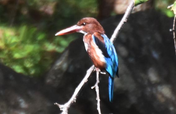 White-throated Kingfisher - ML641744213