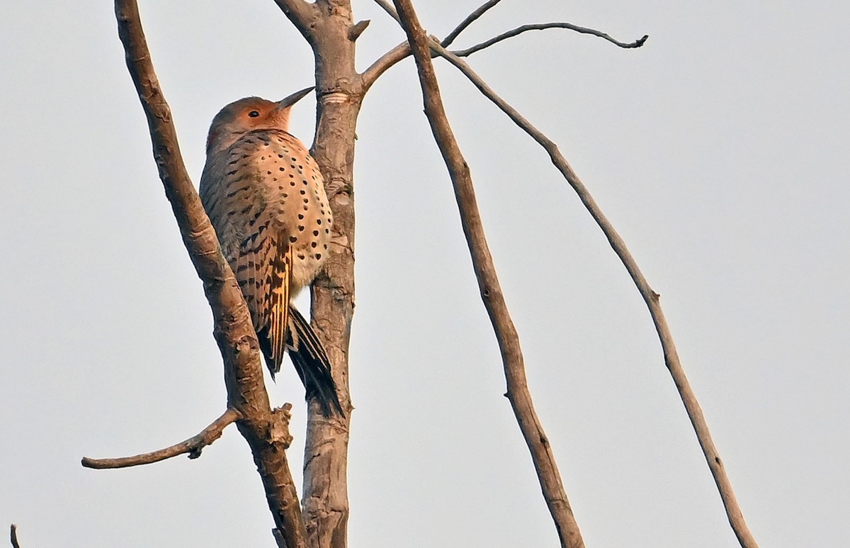 Northern Flicker (Yellow-shafted) - ML641744216