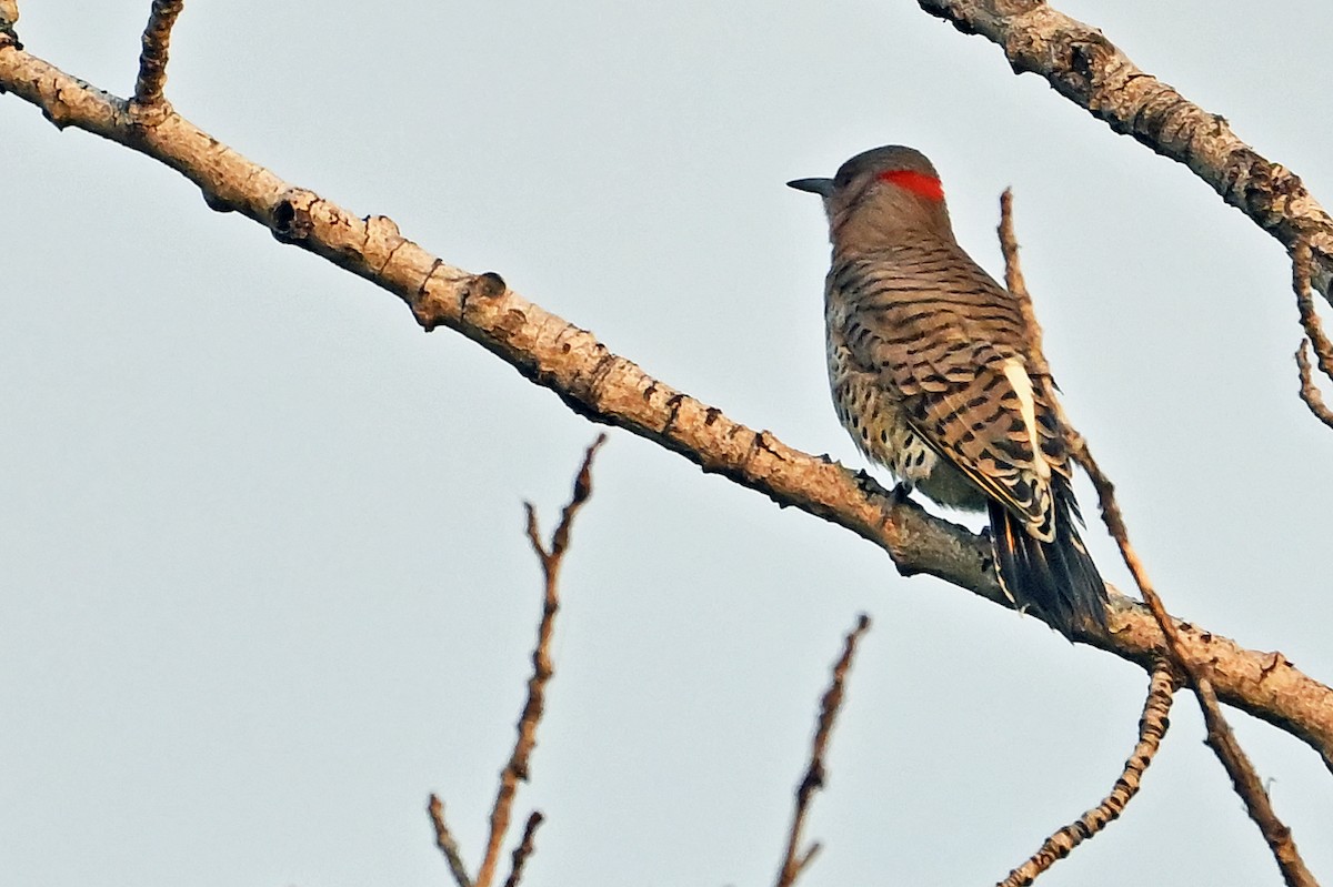 Northern Flicker (Yellow-shafted) - ML641744217