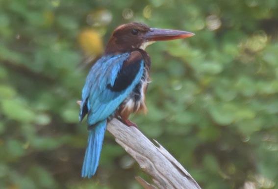 White-throated Kingfisher - ML641744219
