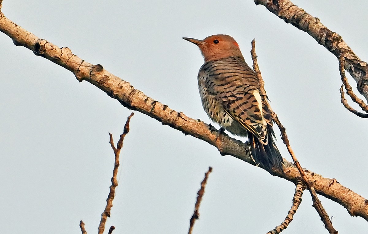 Northern Flicker (Yellow-shafted) - ML641744238