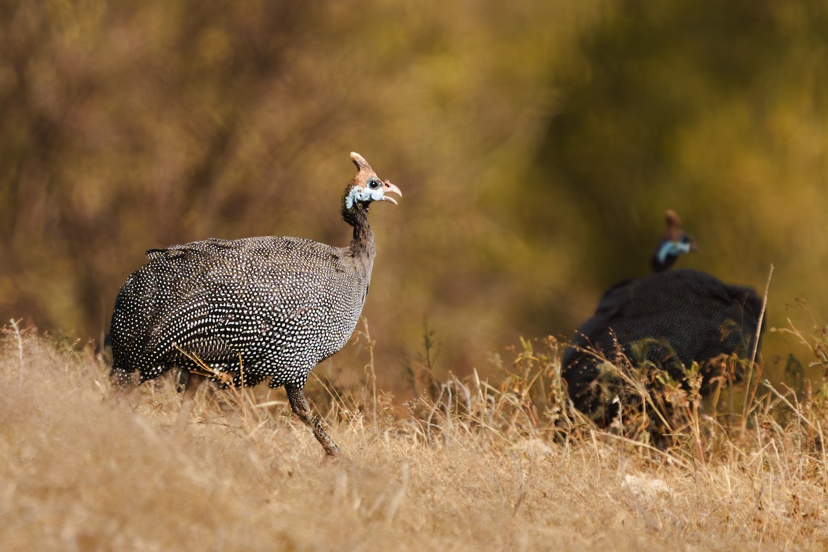 Helmeted Guineafowl - ML641744239