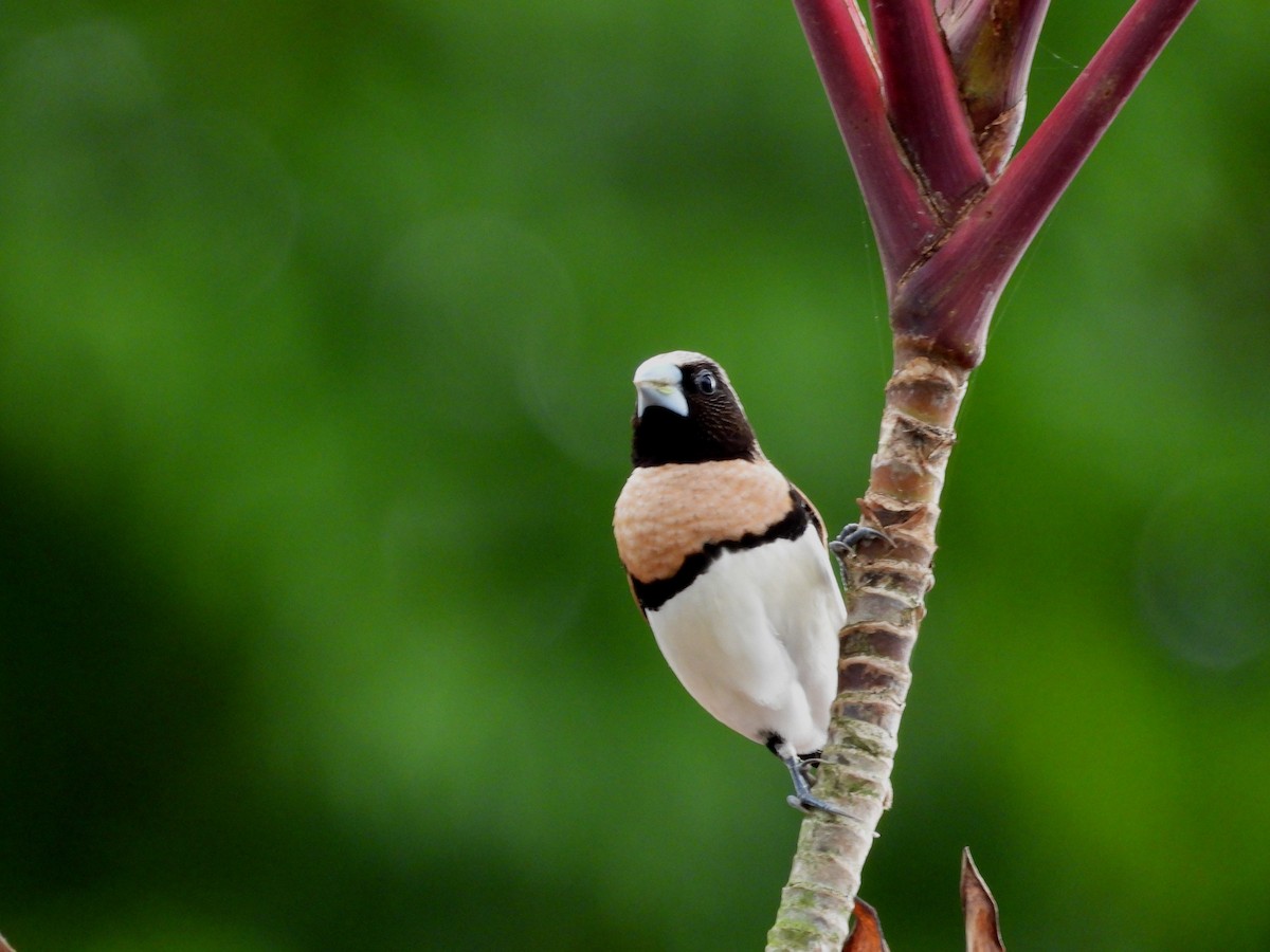 Chestnut-breasted Munia - ML641744298