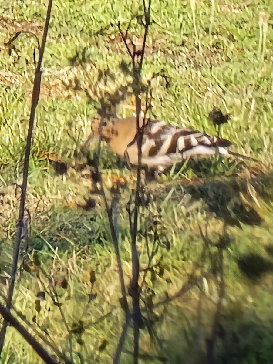 Eurasian Hoopoe - ML641744306